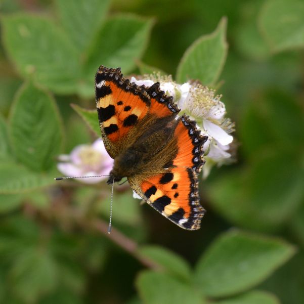 Small Tortoiseshell - Chris Newman Small Tortoiseshell - Chris Newman