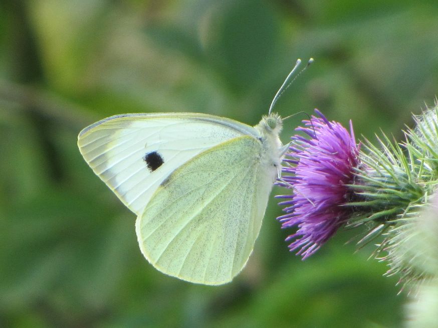 Small White - Chris Hilling Small White - Chris Hilling