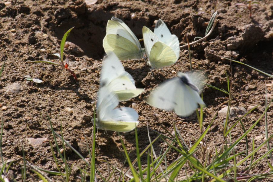 Small Whites on mud scrape - Ian Flack Small Whites on mud scrape - Ian Flack