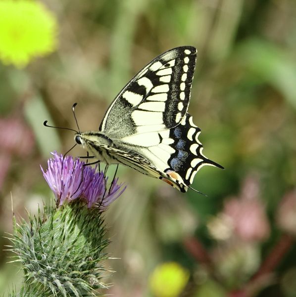 Swallowtail - Andrew Wood Swallowtail - Andrew Wood