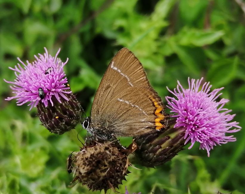 White-letter Hairstreak - Andrew Wood White-letter Hairstreak - Andrew Wood