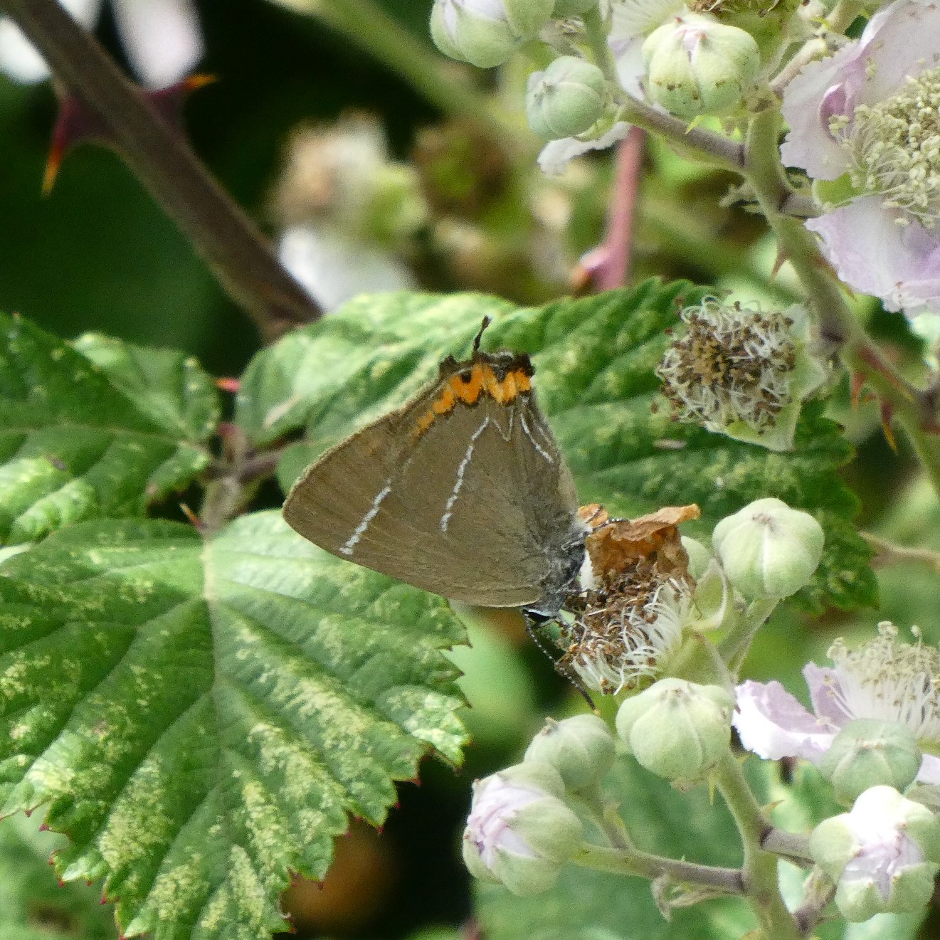 White-letter Hairstreak - Peter Clarke White-letter Hairstreak - Peter Clarke