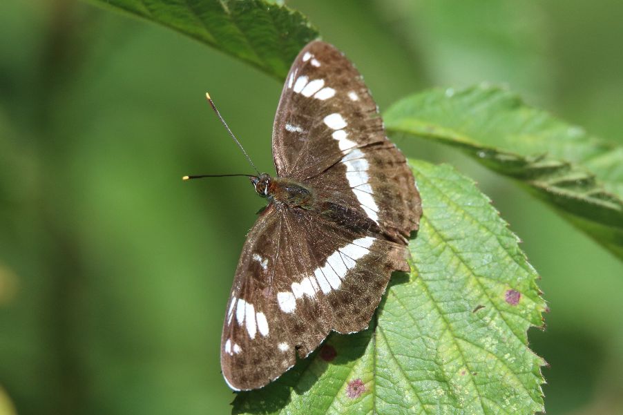 White Admiral - Haydn Matthews White Admiral - Haydn Matthews