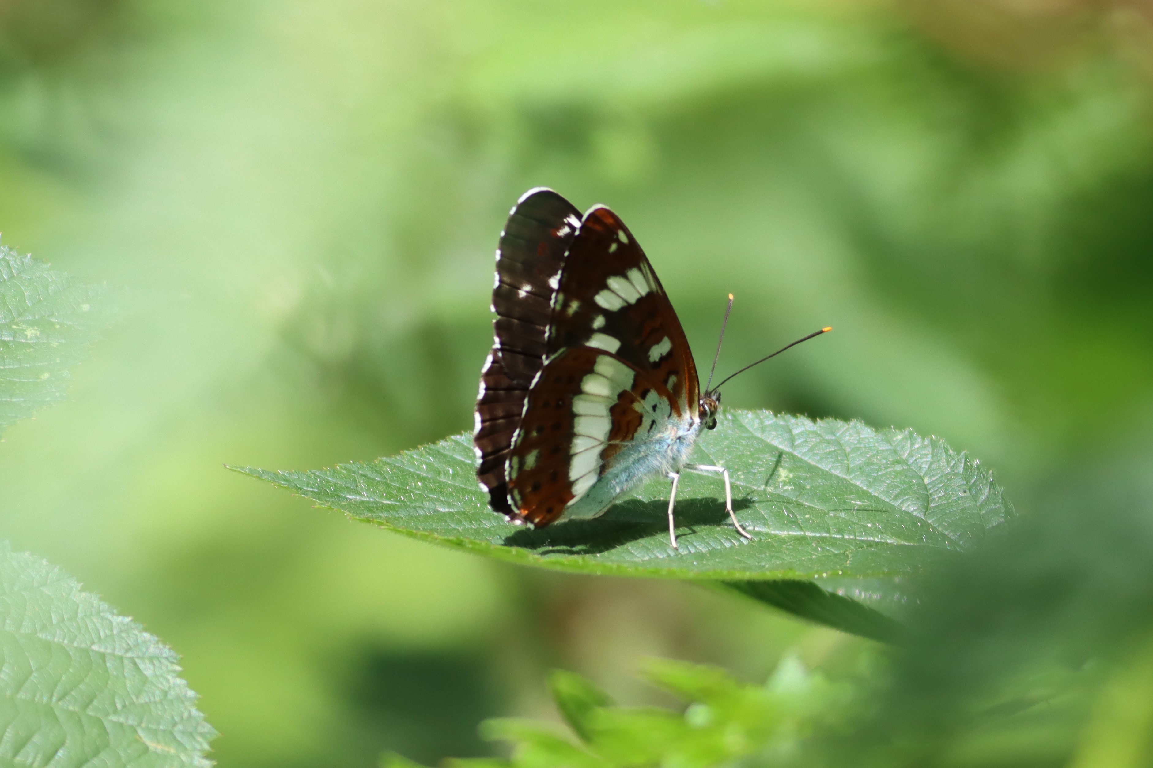 White Admiral - Martin Taylor White Admiral - Martin Taylor