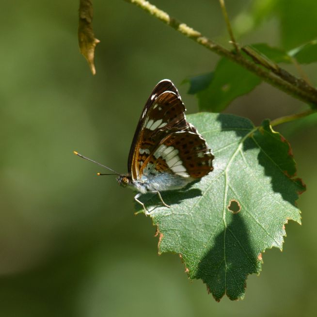 White Admiral - Chris Newman White Admiral - Chris Newman