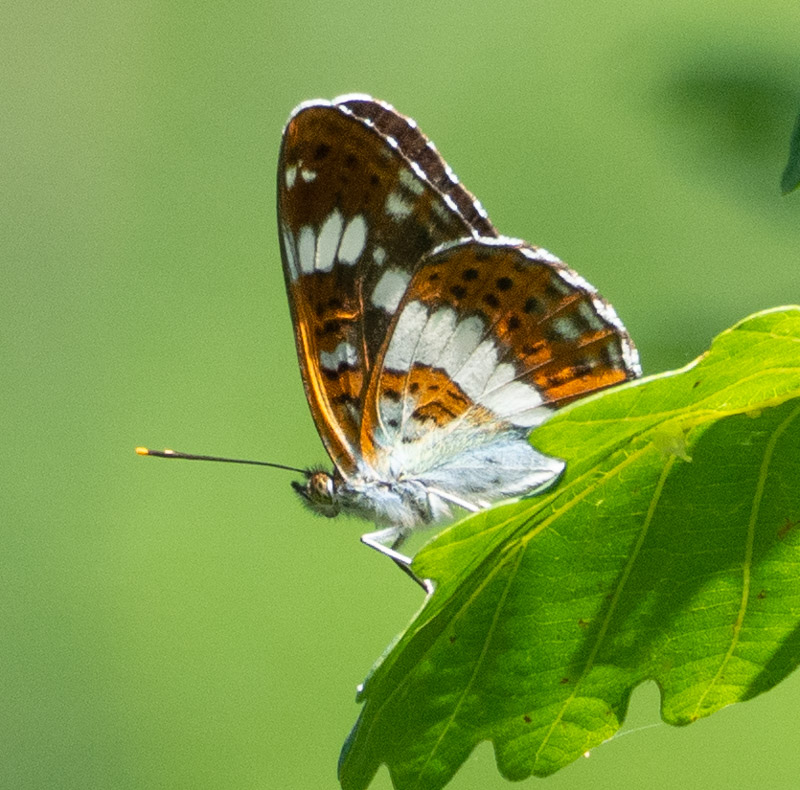 White Admiral - Keith Winch White Admiral - Keith Winch