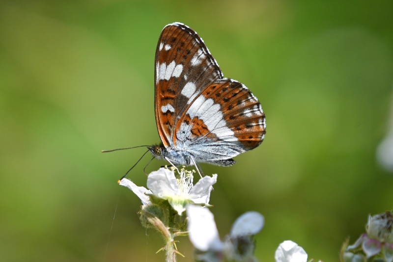 White Admiral - Matt Lilley White Admiral - Matt Lilley