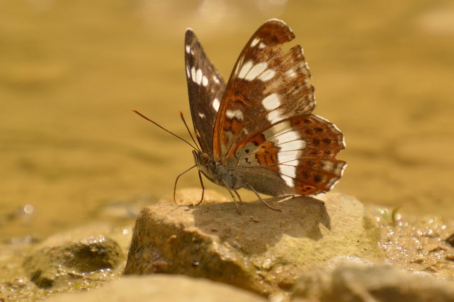 White Admiral - Peter Fewell White Admiral - Peter Fewell