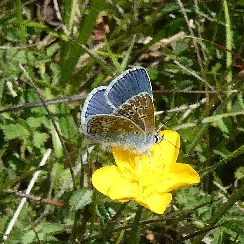 Adonis Blue - Peter Clarke Adonis Blue - Peter Clarke