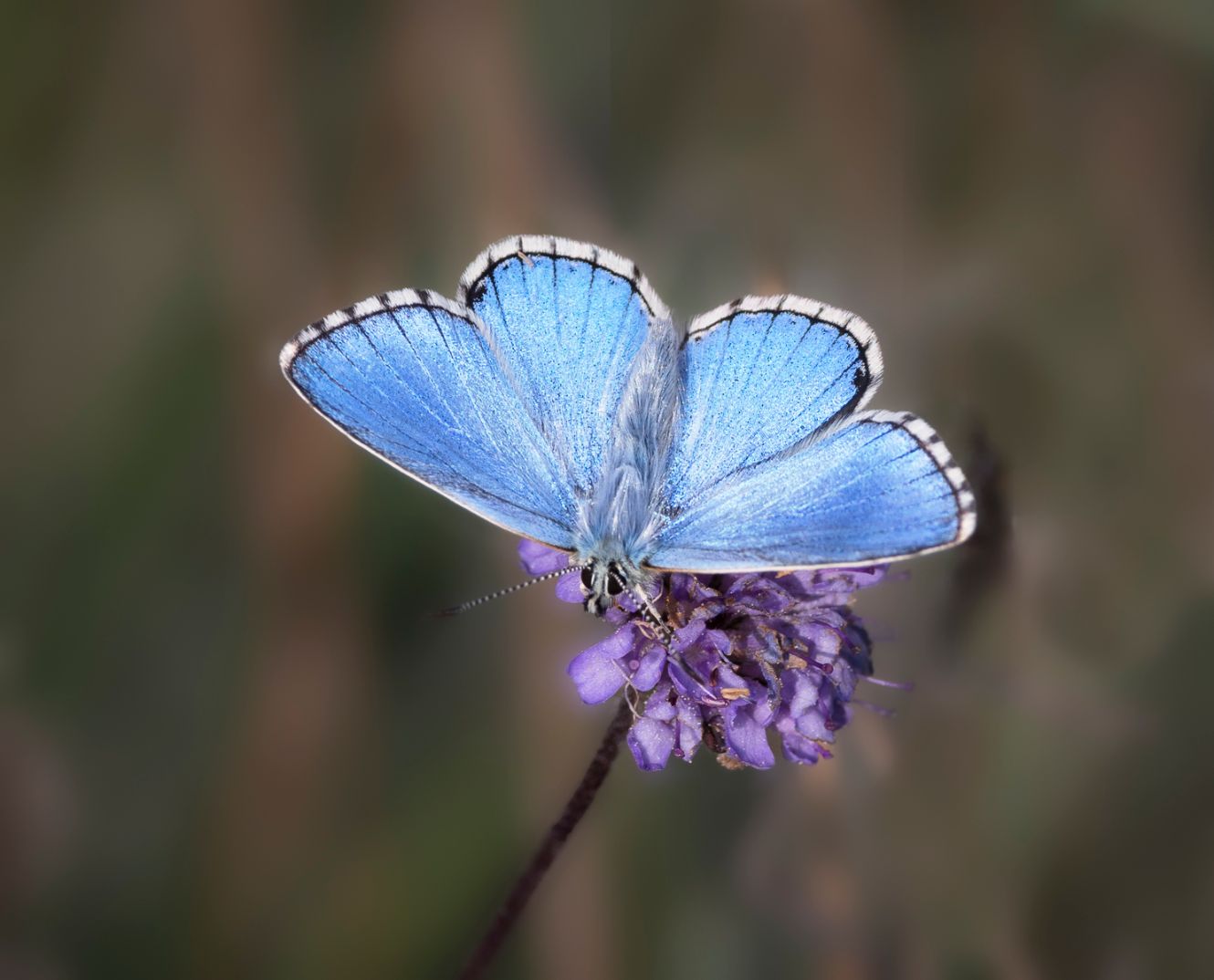 Adonis Blue - Ian Small Adonis Blue - Ian Small