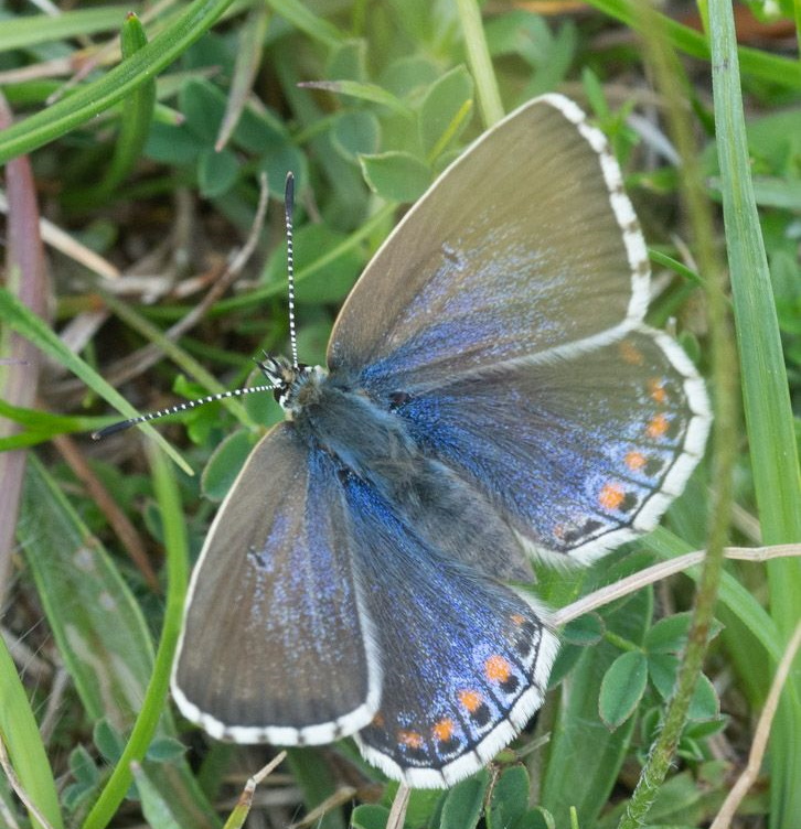 Adonis Blue - Keith Winch Adonis Blue - Keith Winch