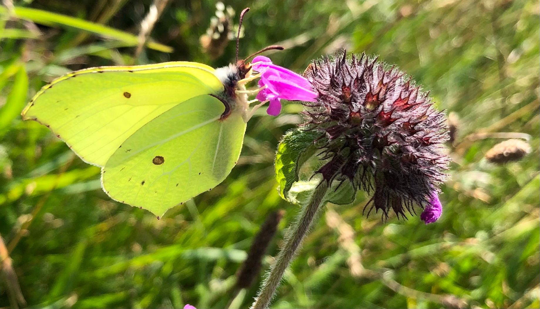 Brimstone - Fiona Davis Brimstone - Fiona Davis