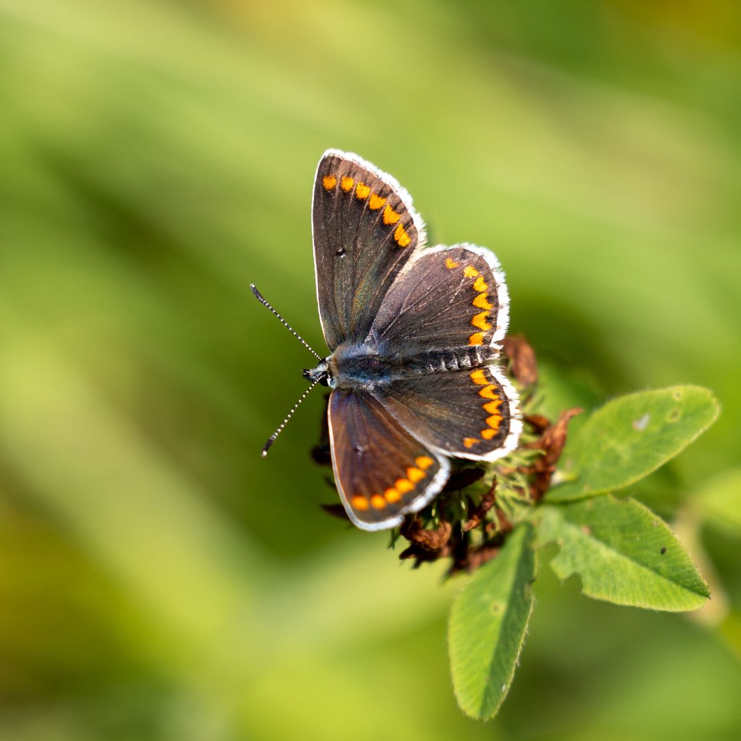 Brown Argus - Colin Meager Brown Argus - Colin Meager