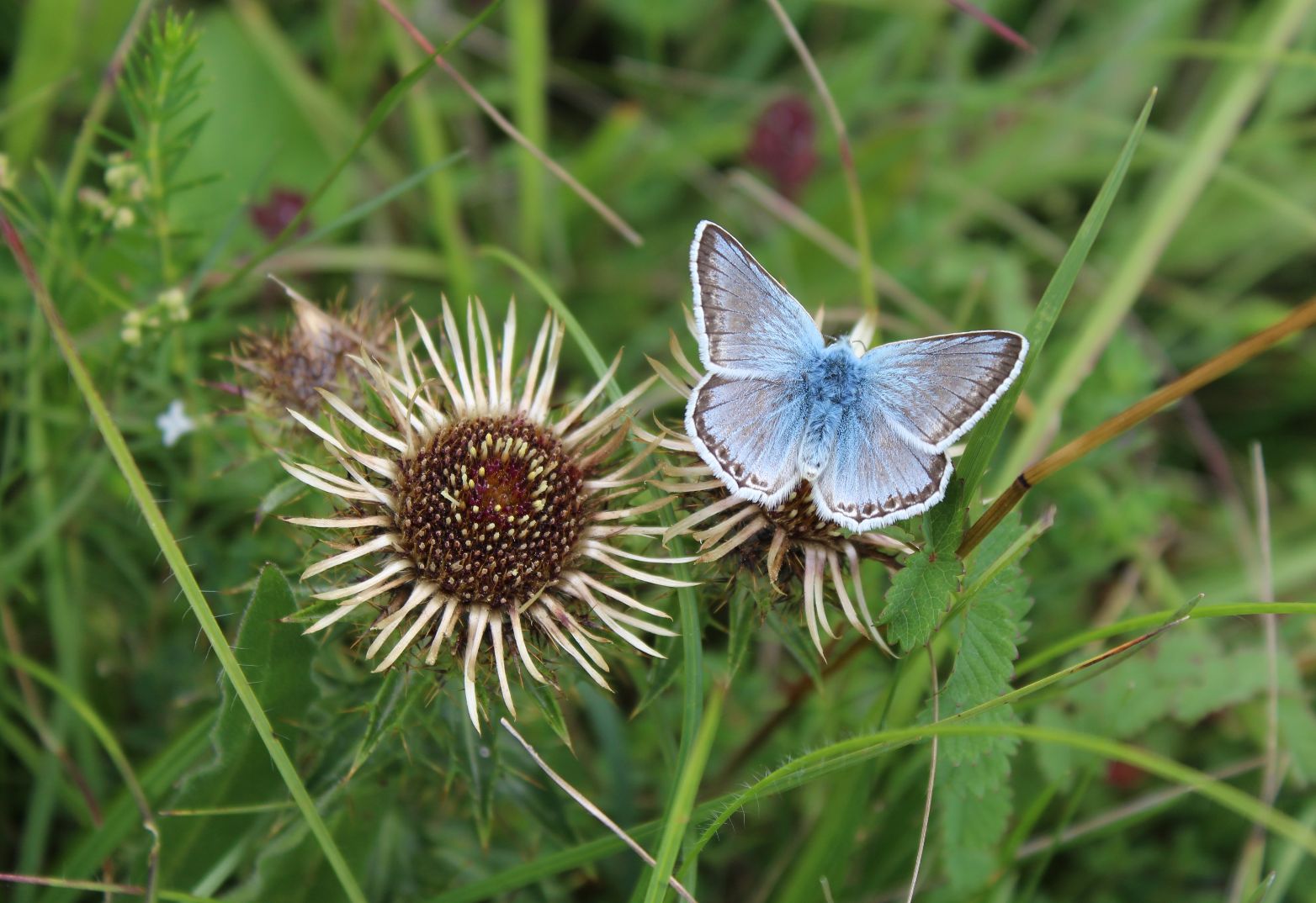 Chalkhill Blue - Annie Sutcliffe Chalkhill Blue - Annie Sutcliffe