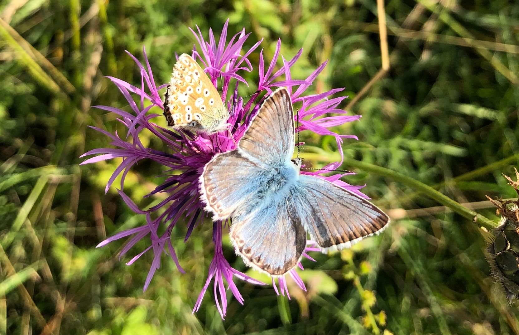 Chalkhill Blue - Fiona Davis Chalkhill Blue - Fiona Davis