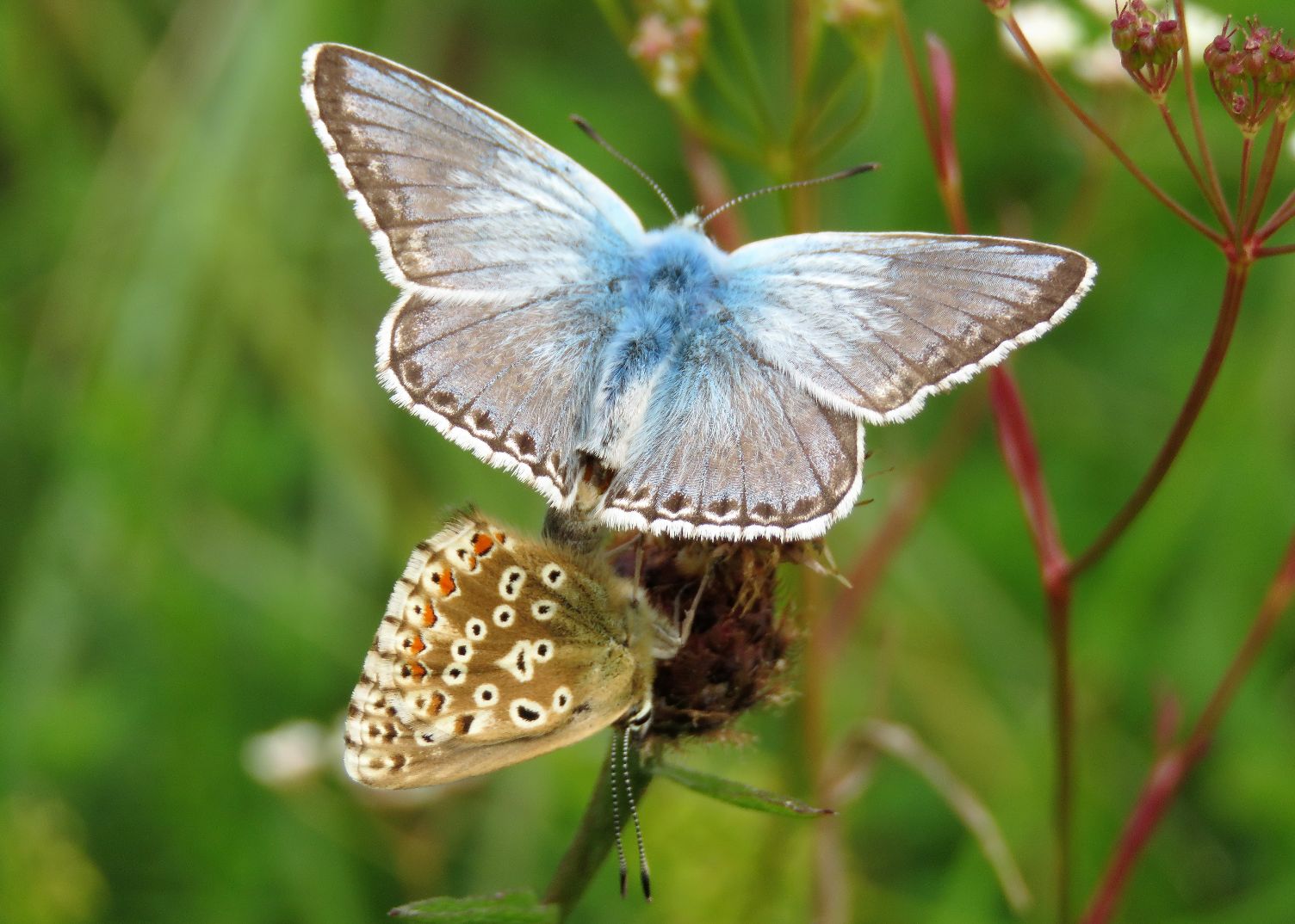 Chalkhill Blue pair - Chris Barnes Chalkhill Blue pair - Chris Barnes