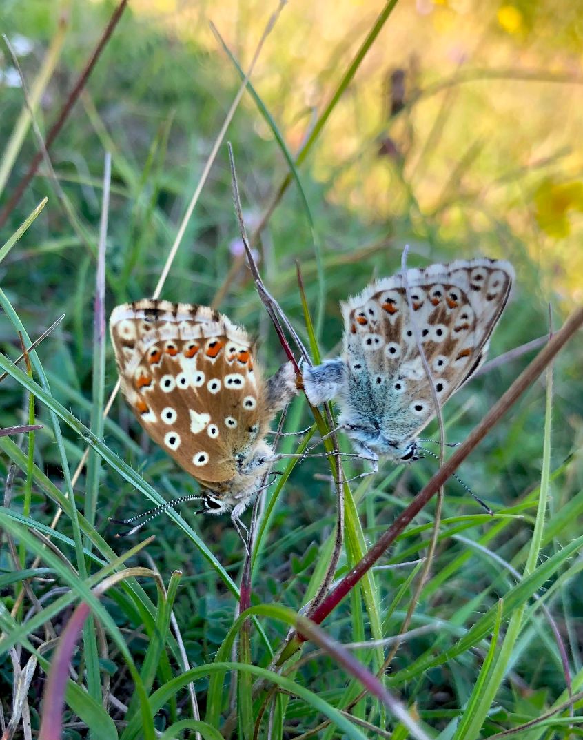 Chalkhill Blue pair - Fiona Davis Chalkhill Blue pair - Fiona Davis