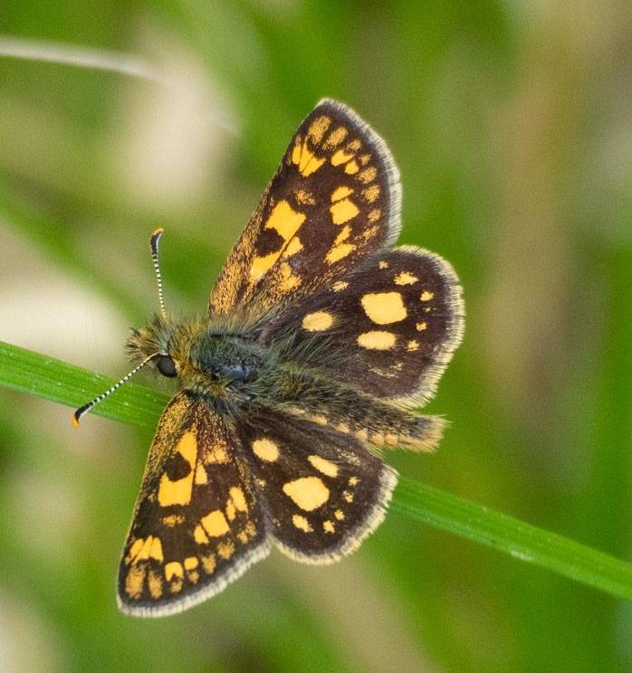 Chequered Skipper - Keith Winch Chequered Skipper - Keith Winch