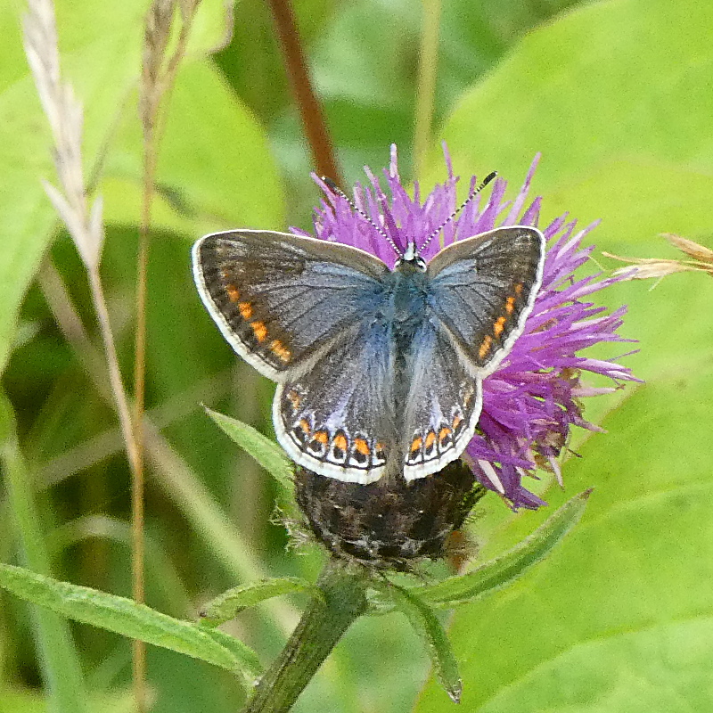 Common Blue - Peter Clarke Common Blue - Peter Clarke