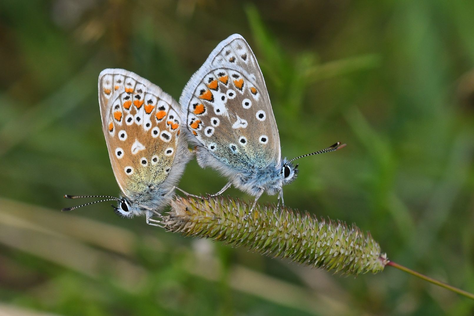 Common Blues mating- Matt Lilley Common Blues mating - Matt Lilley