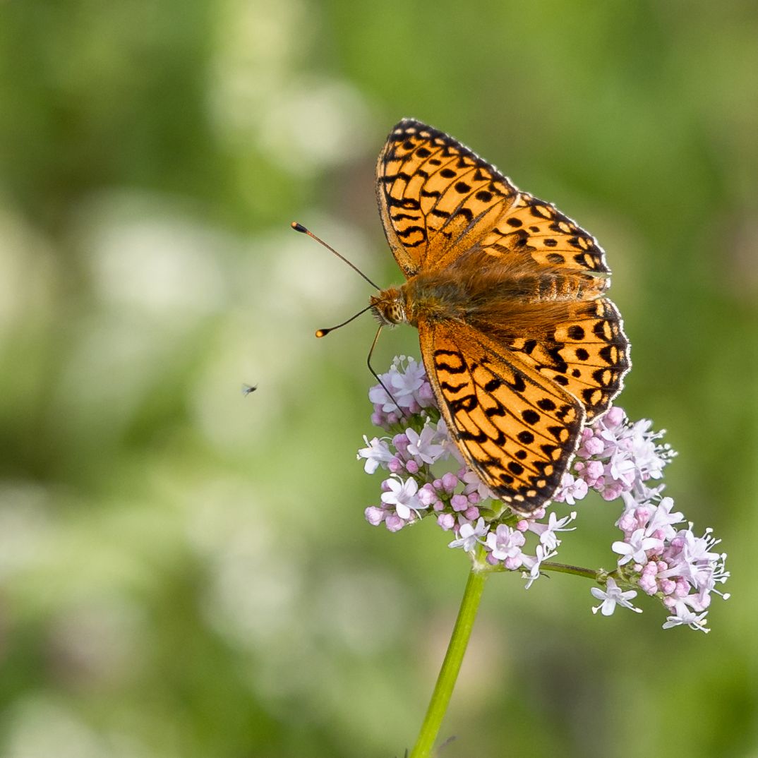Dark Green Fritillary - Colin Meager Dark Green Fritillary - Colin Meager