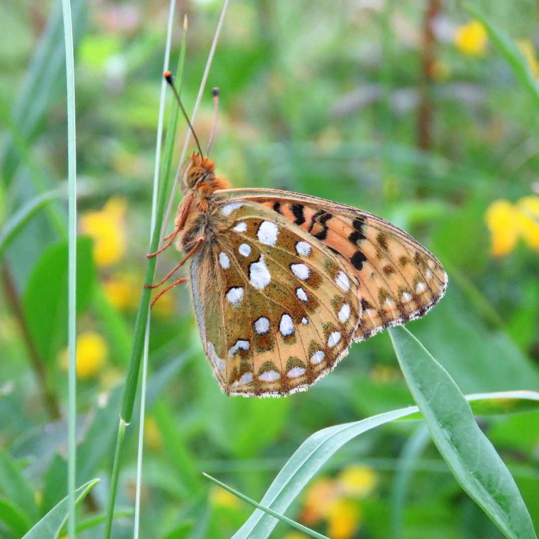 Dark Green Fritillary - Chris Barnes Dark Green Fritillary - Chris Barnes