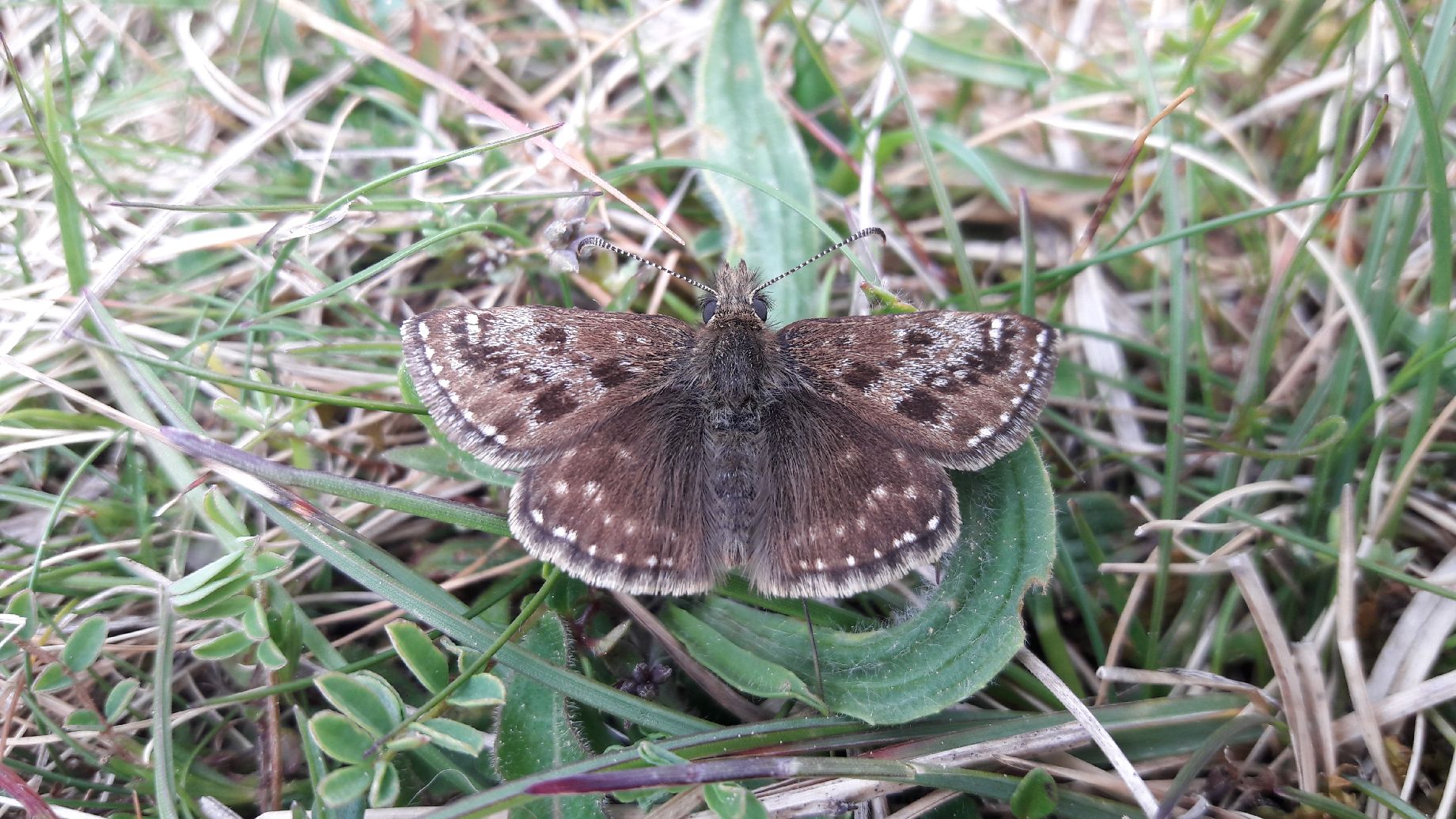 Dingy Skipper - Lucy Claxton Dingy Skipper - Lucy Claxton