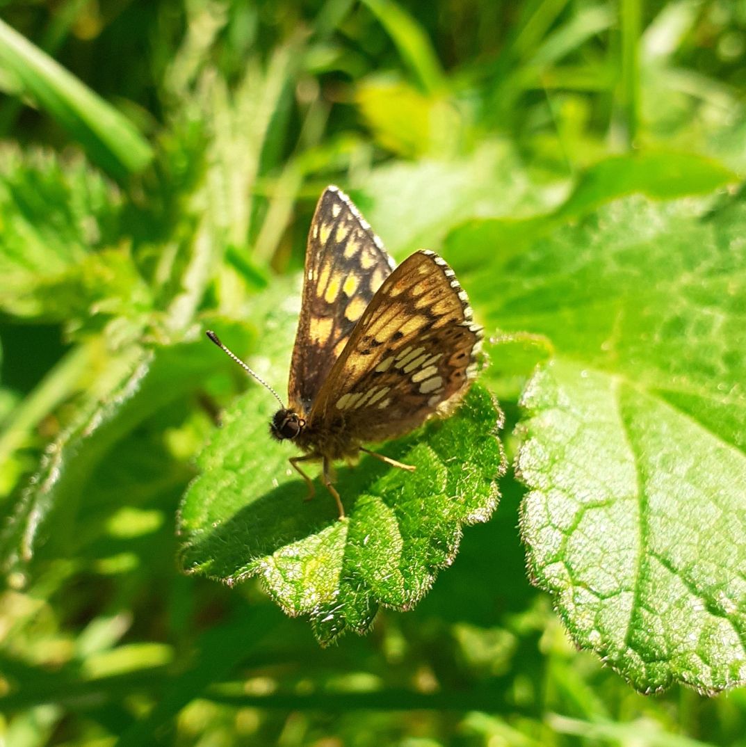 Duke of Burgundy - Annie Sutcliffe Duke of Burgundy - Annie Sutcliffe