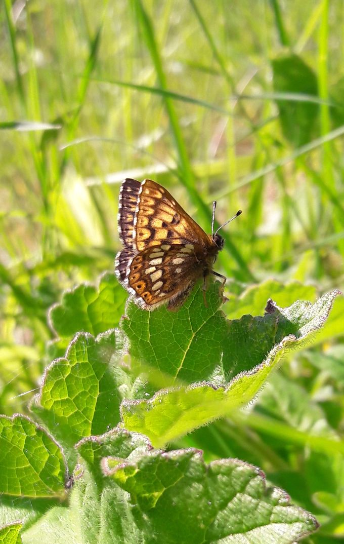 Duke of Burgundy - Lucy Claxton Duke of Burgundy - Lucy Claxton