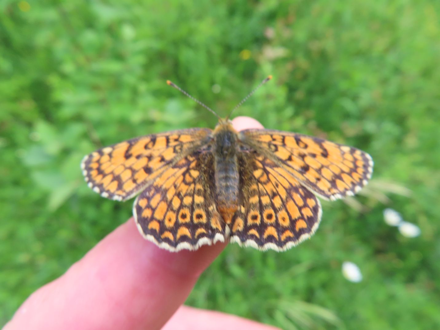 Glanville Fritillary - Peter Fewell Glanville Fritillary - Peter Fewell