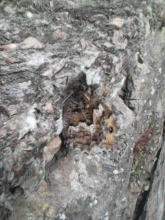 Grayling camouflage - Paul Busby Grayling camouflage - Paul Busby