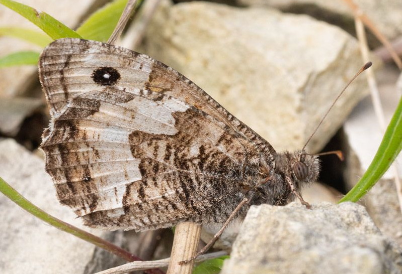 Grayling - Keith Winch Grayling - Keith Winch
