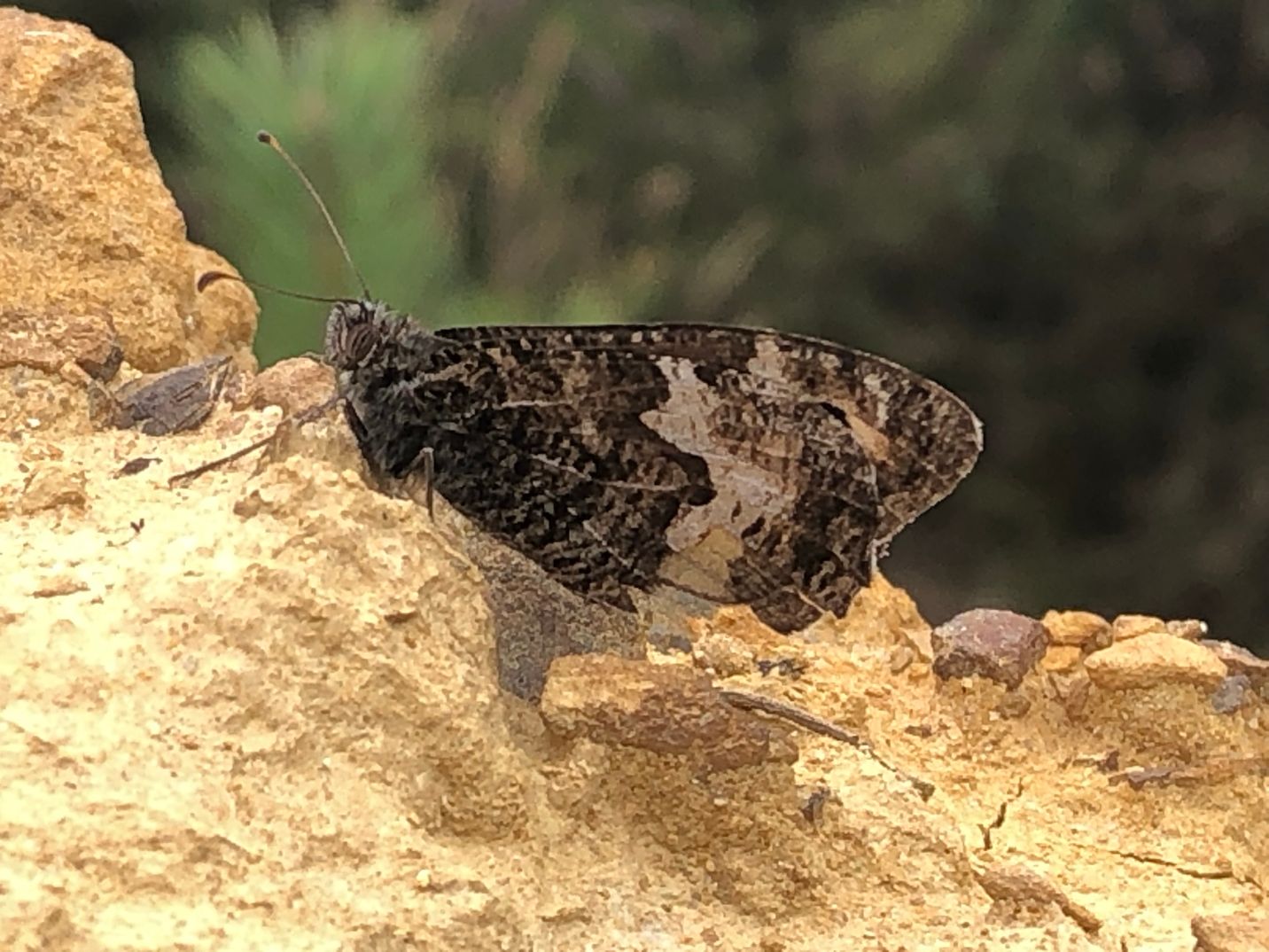Grayling camouflage - Malcolm Hull Grayling camouflage - Malcolm Hull