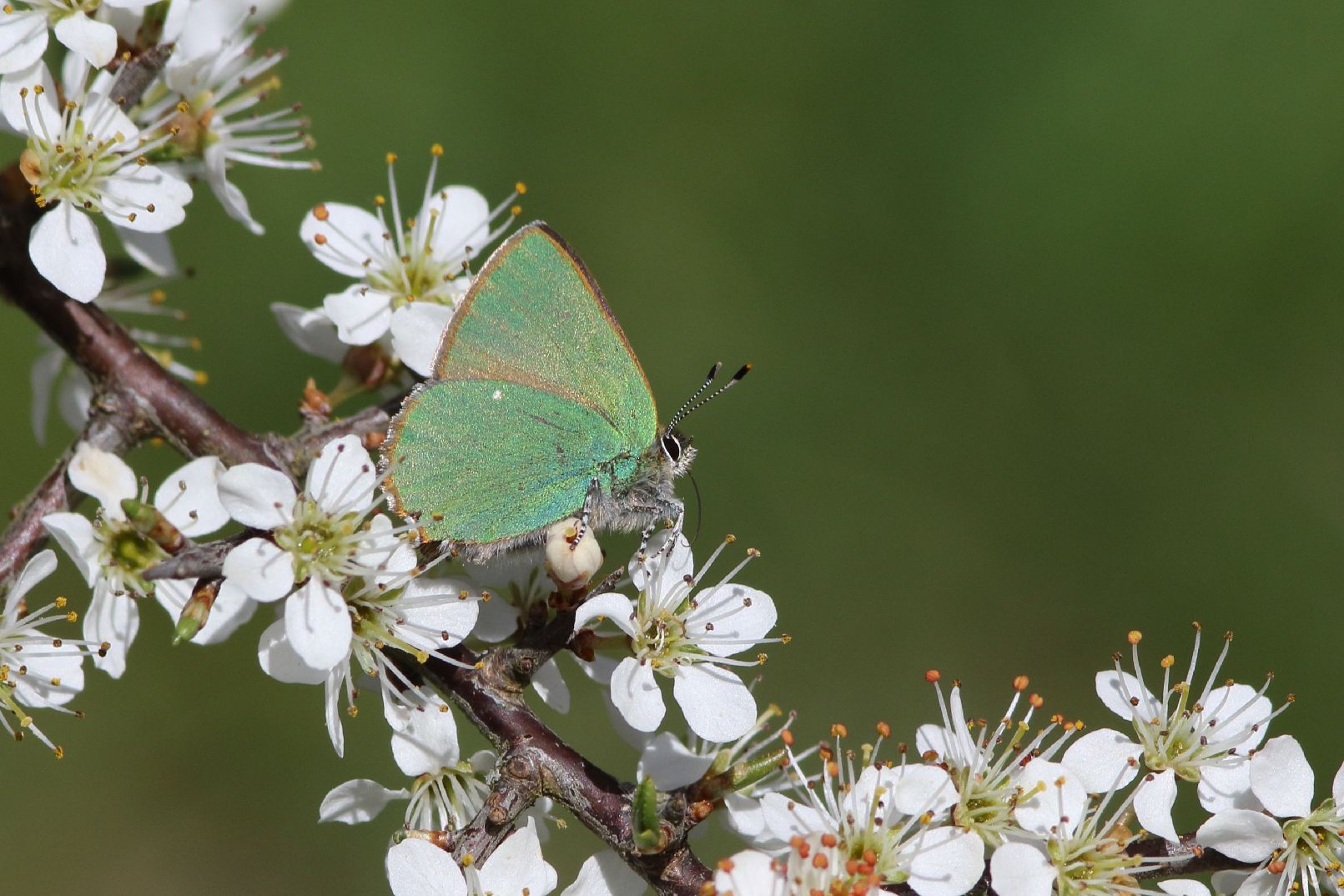 Green Hairstreak - Haydn Matthews Green Hairstreak - Haydn Matthews