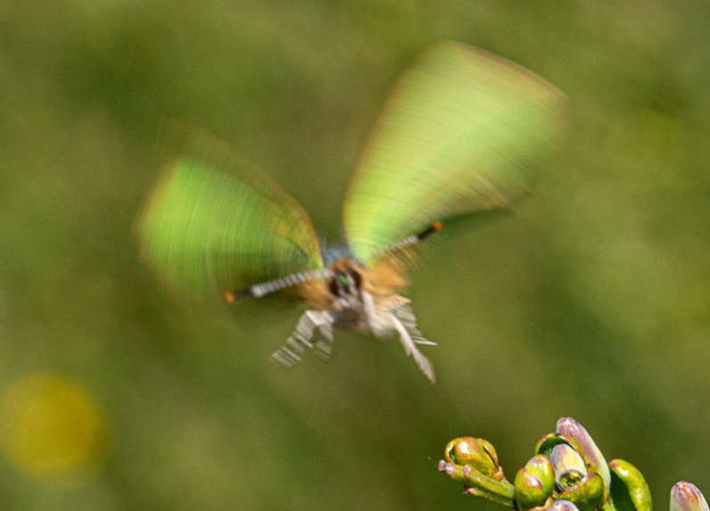 Green Hairstreak - Keith Winch Green Hairstreak - Keith Winch
