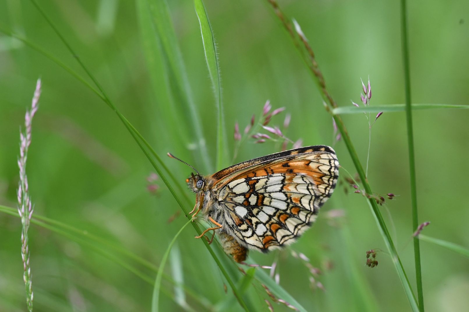 Heath Fritillary - Matt Lilley Heath Fritillary - Matt Lilley