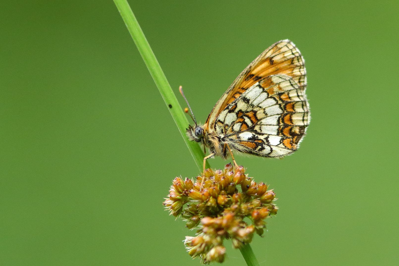 Heath Fritillary - Haydn Matthews Heath Fritillary - Haydn Matthews