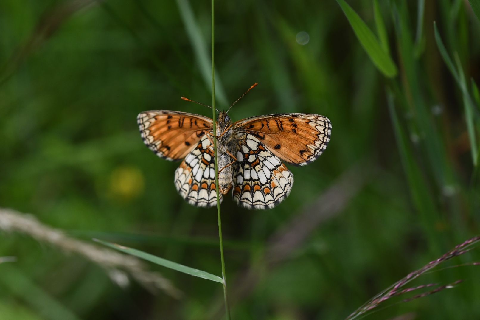 Heath Fritillary - Matt Lilley Heath Fritillary - Matt Lilley
