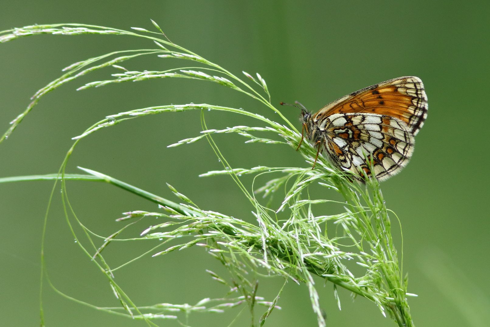 Heath Fritillary - Haydn Matthews Heath Fritillary - Haydn Matthews