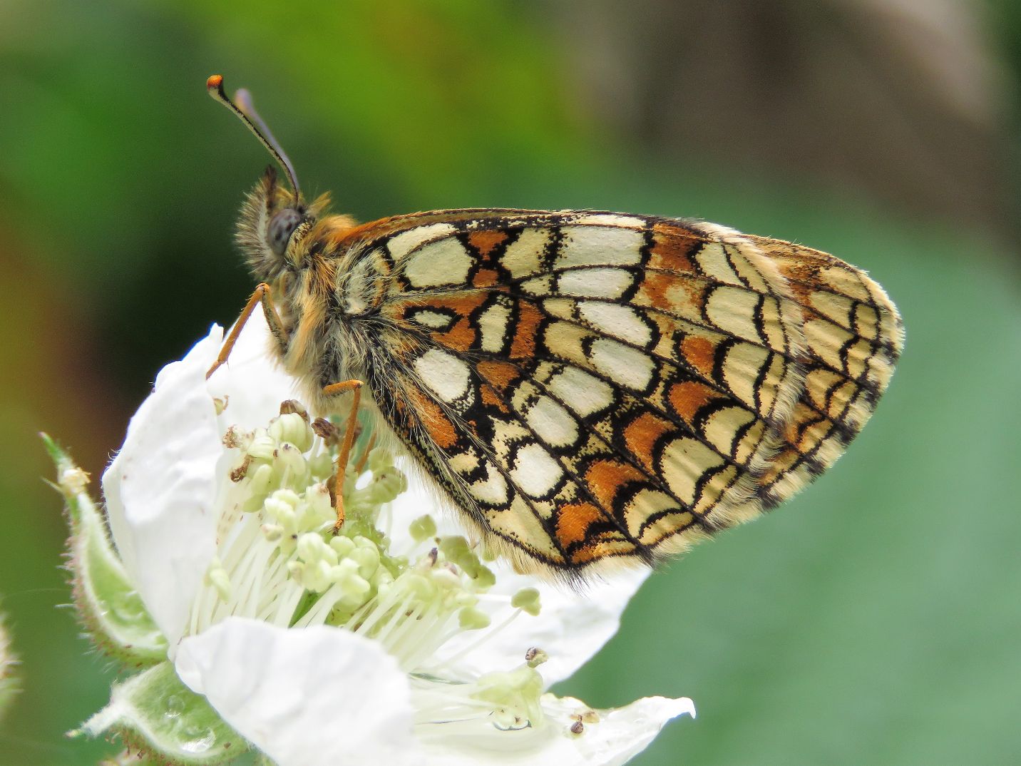 Heath Fritillary - Chris Barnes Heath Fritillary - Chris Barnes