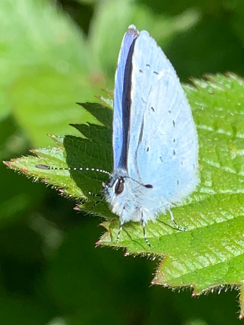 Holly Blue - Dee Cullen Holly Blue - Dee Cullen