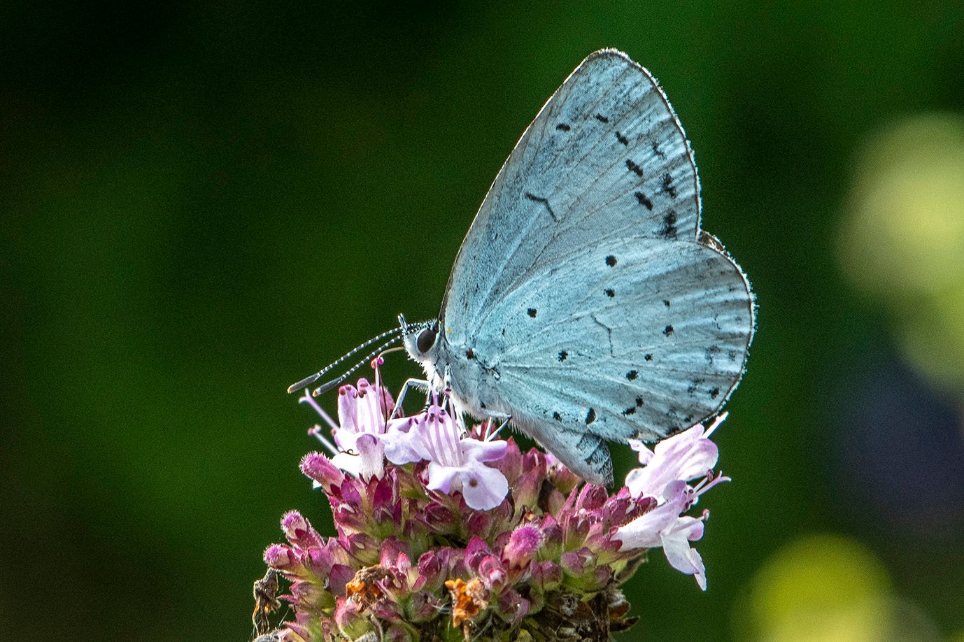 Holly Blue - Bob Clift Holly Blue - Bob Clift