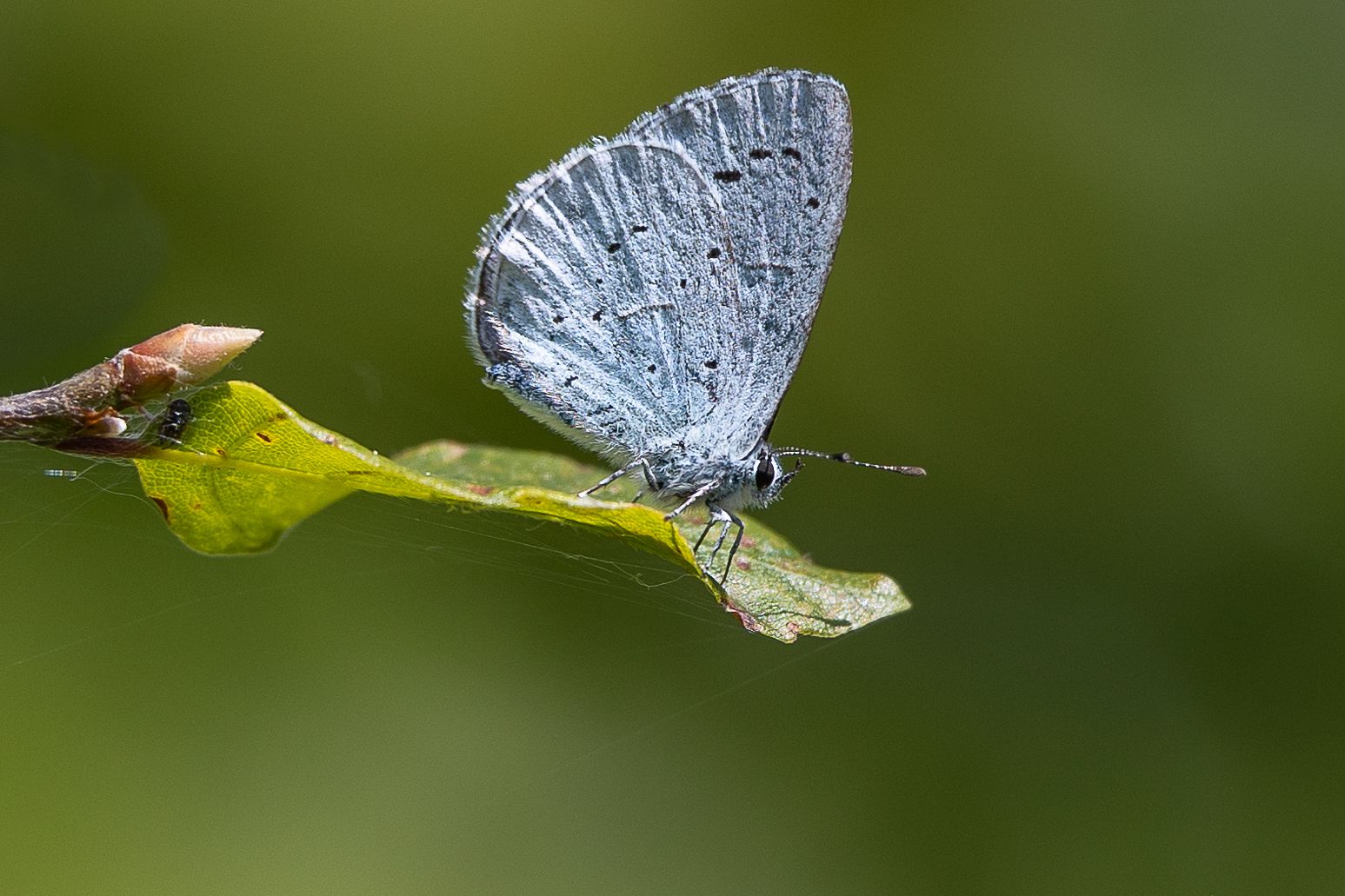 Holly Blue - Colin Meager Holly Blue - Colin Meager