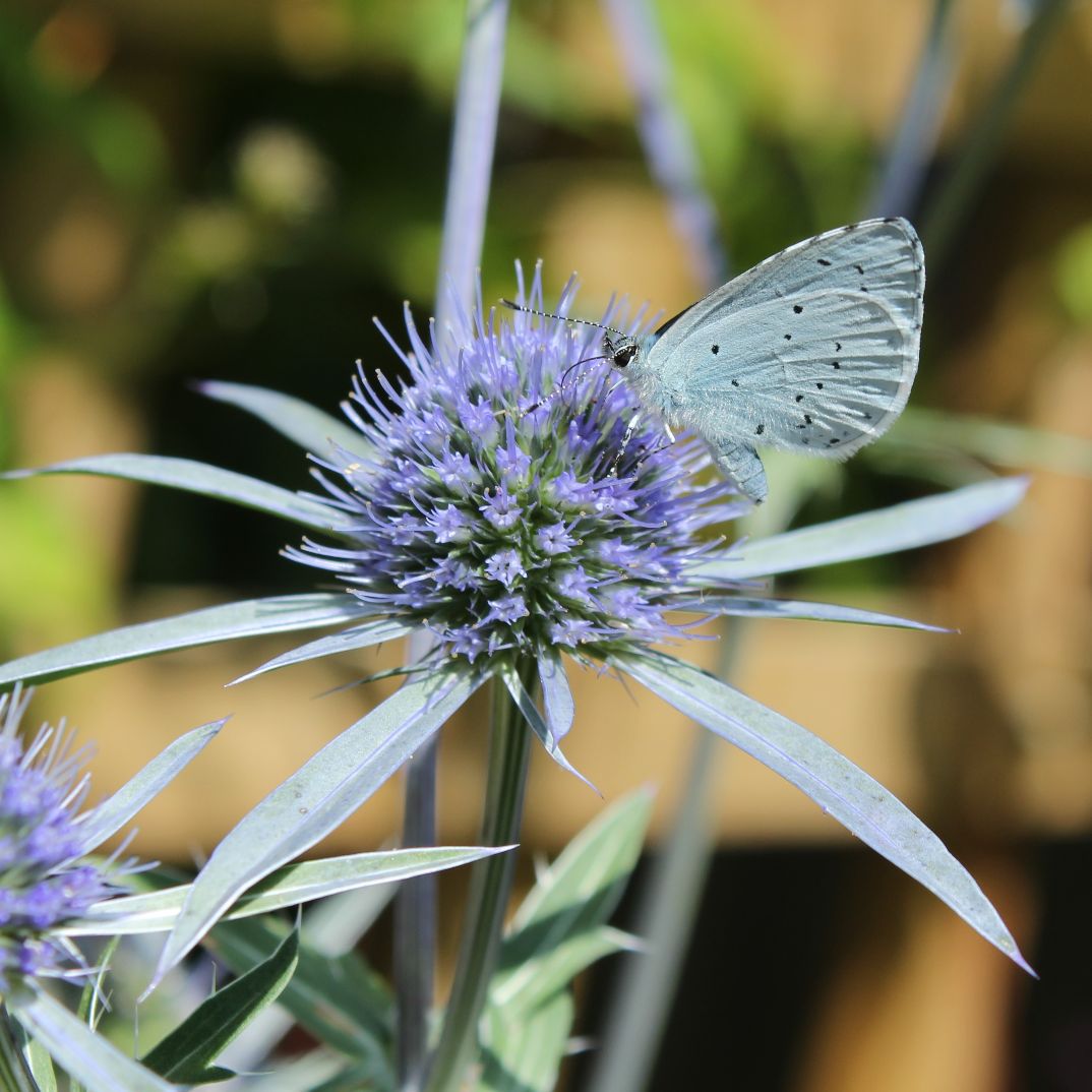 Holly Blue - Annie Sutcliffe Holly Blue - Annie Sutcliffe