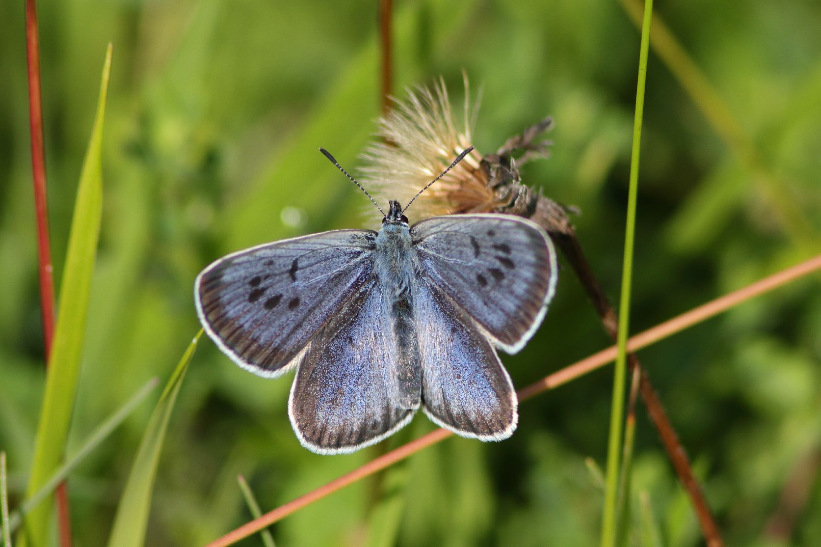 Large Blue - Haydn Matthews Large Blue - Haydn Matthews