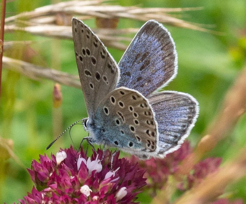 Large Blue - Keith Winch Large Blue - Keith Winch