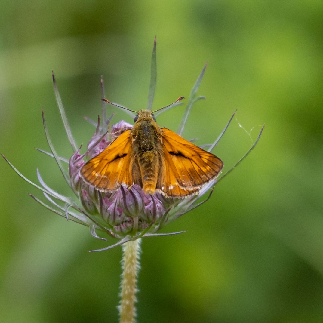 Large Skipper - Colin Meager Large Skipper - Colin Meager
