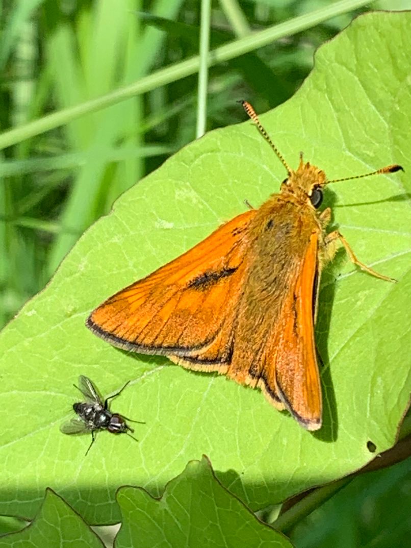 Large Skipper - Dee Cullen Large Skipper - Dee Cullen
