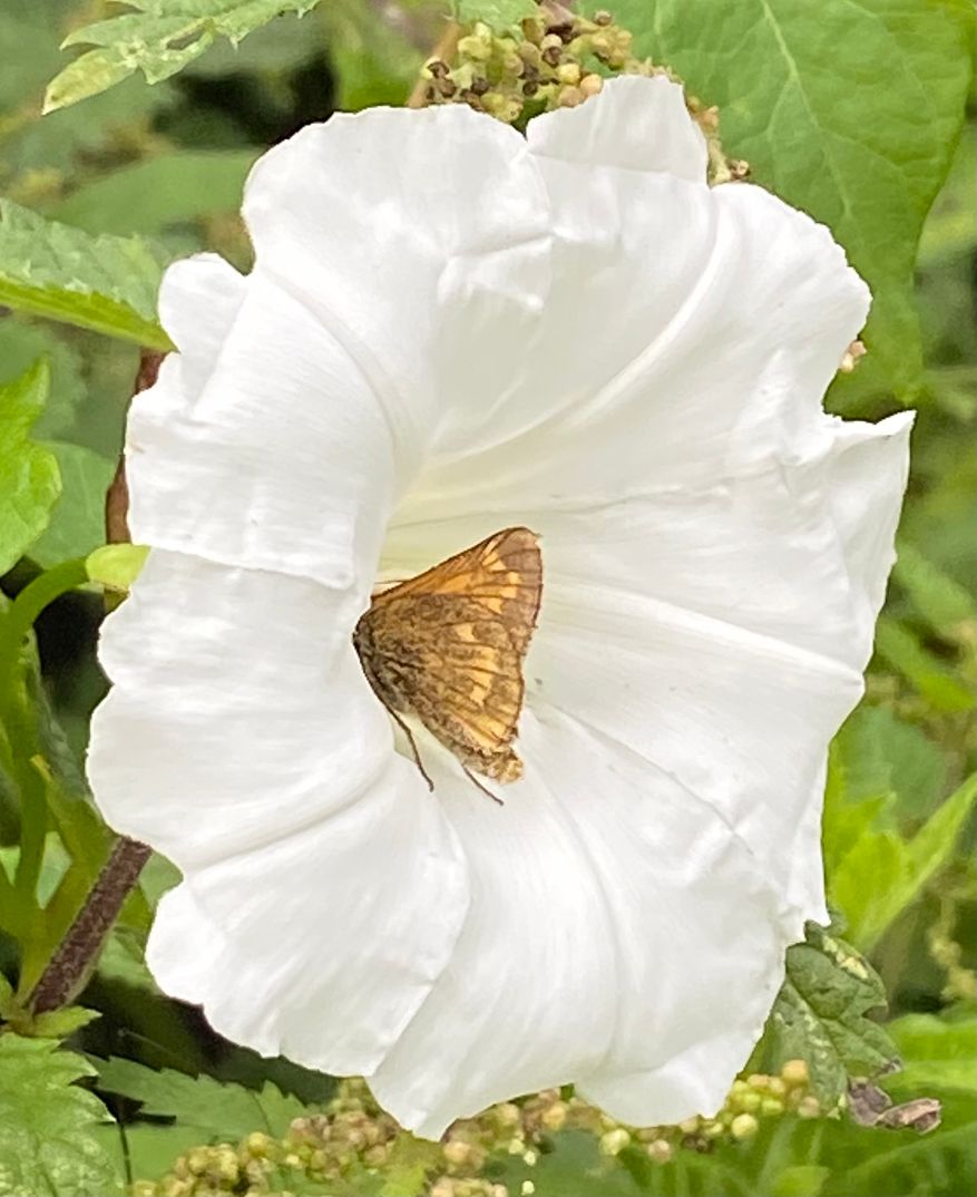 Large Skipper - Dick Ashford Large Skipper - Dick Ashford
