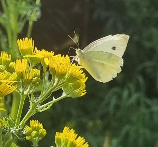 Large White - Lizzy Poll Large White - Lizzy Poll